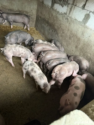 purcei pietrain belgian! - imagine 3