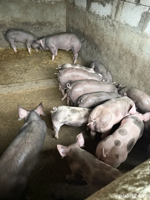 Purcei pietrain belgian - imagine 3