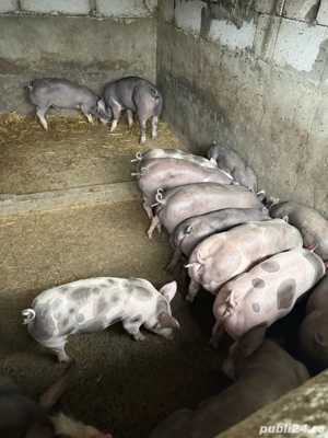 Purcei pietrain belgian