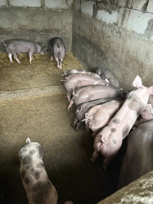 purcei pietrain belgian!