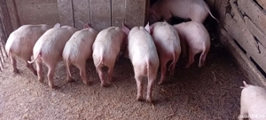 Purcei înțărcați  - imagine 4