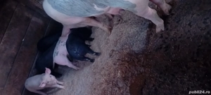 Purcei înțărcați  - imagine 3