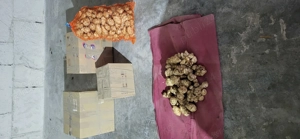 Avem Topinambur bio (Nap porcesc)