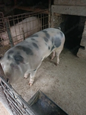 Porc de vanzare - imagine 2