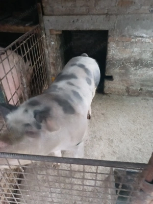 Porc de vanzare - imagine 3