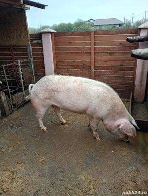 purcea 170 kg 200 kg +- 15 lei kg - imagine 2
