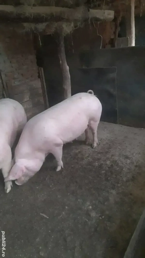De vânzare porci mari  - imagine 2
