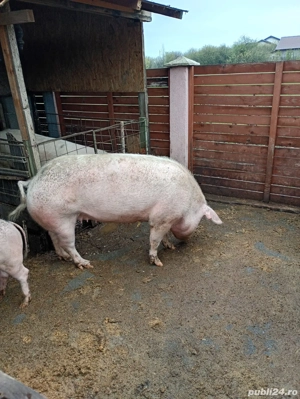 purcea 170 kg 200 kg +- 15 lei kg