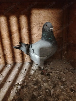 Porumbei AGH disponibil 