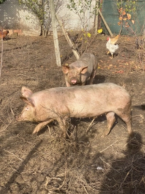 PORCI de vanzare  17 lei kg