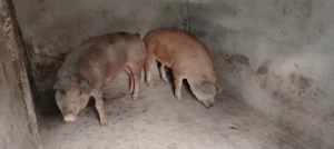 Porci de vânzare!  - imagine 2