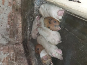 Vand porci 50-90 kg - imagine 3