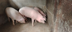 Porci de vânzare!  - imagine 3