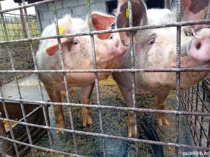 Porc de carne , 3000Ron Buc , crescut natural