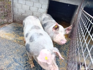 Porc de carne , 3000Ron Buc , crescut natural - imagine 2