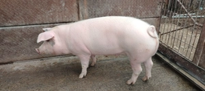 Porci de vânzare!  - imagine 5