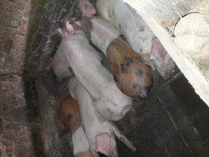 Vand porci 50-90 kg - imagine 2