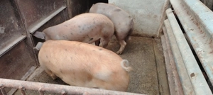 Porci de vânzare!  - imagine 4