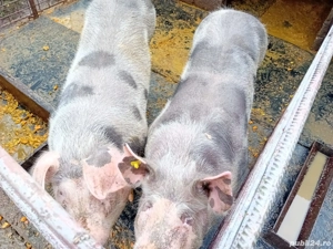 Porc de carne , 3000Ron Buc , crescut natural - imagine 3