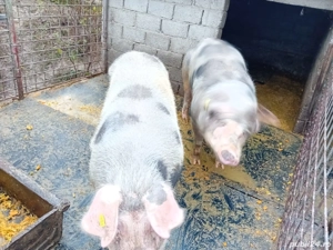 Porc de carne , 3000Ron Buc , crescut natural - imagine 4