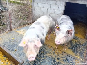 Porc de carne , 3000Ron Buc , crescut natural - imagine 5