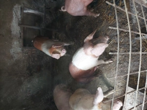 Vand porci 50-90 kg - imagine 4