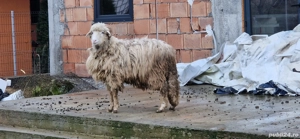 De vânzare berbecuț  - imagine 2