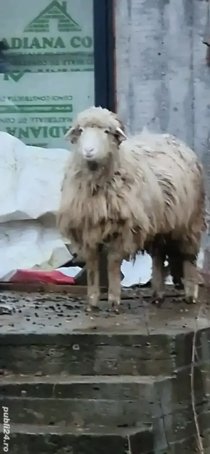 De vânzare berbecuț 