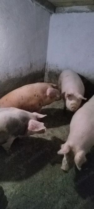 Vand 2 porci de 140-180kg