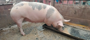 Scroafa gestanta pietran - imagine 2