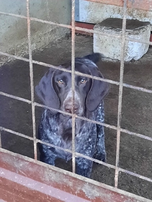 Vând câine de vânătoare, rasa brac german - imagine 2