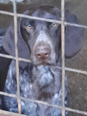 Vând câine de vânătoare, rasa brac german