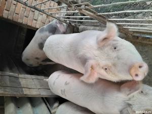 Vând porci  - imagine 4