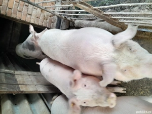 Vând porci  - imagine 2