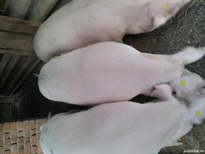 Vând porci  - imagine 3