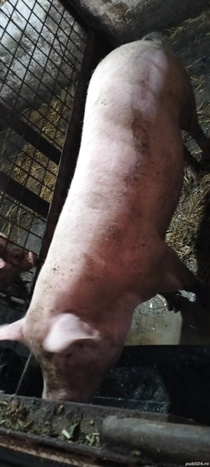 Vand scrofita 120-150 kg