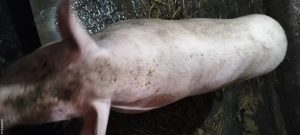 Vand scrofita 120-150 kg - imagine 3