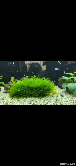 moss acvariu Christmas moss