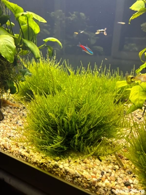 moss acvariu Christmas moss - imagine 4