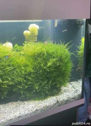 moss acvariu Christmas moss - imagine 2