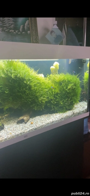 moss acvariu Christmas moss - imagine 5