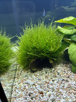 moss acvariu Christmas moss - imagine 3