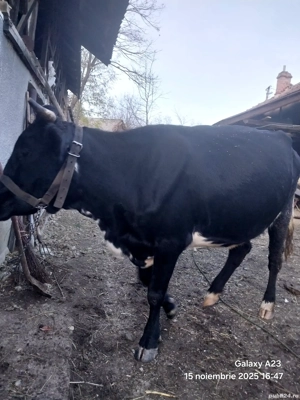 vacă de vânzare holstain