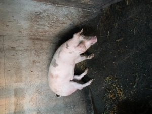 Vând godin de 80 kg - imagine 2