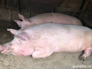 Porci mari  - imagine 2
