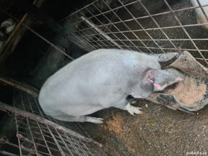 Porc crezut  Natural  - imagine 2