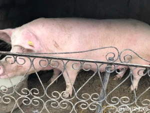 Porci mari  - imagine 3