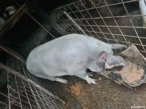 Porc crezut  Natural  - imagine 5