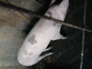 Vând godin de 80 kg