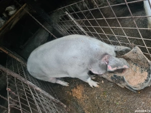 Porc crezut  Natural  - imagine 4